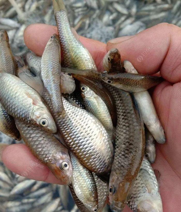 小鱼喜腥大鱼爱素,解密夏季钓鲫鱼饵料篇