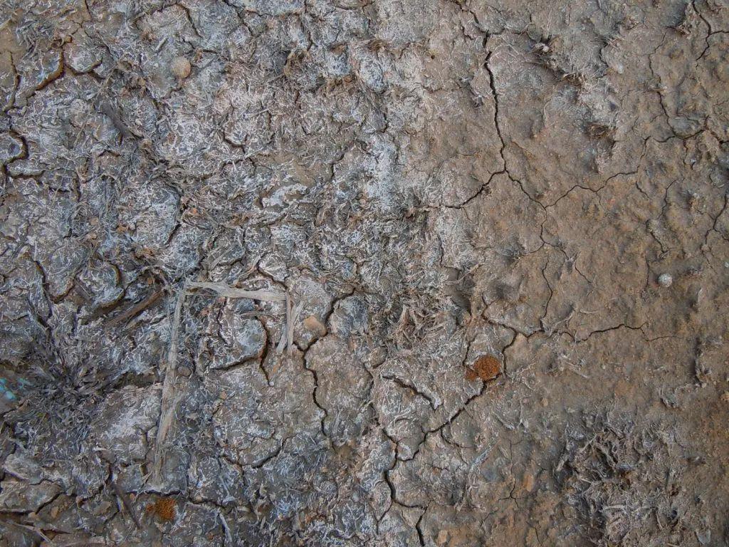 土质环境恶化必须让土壤吃有益菌