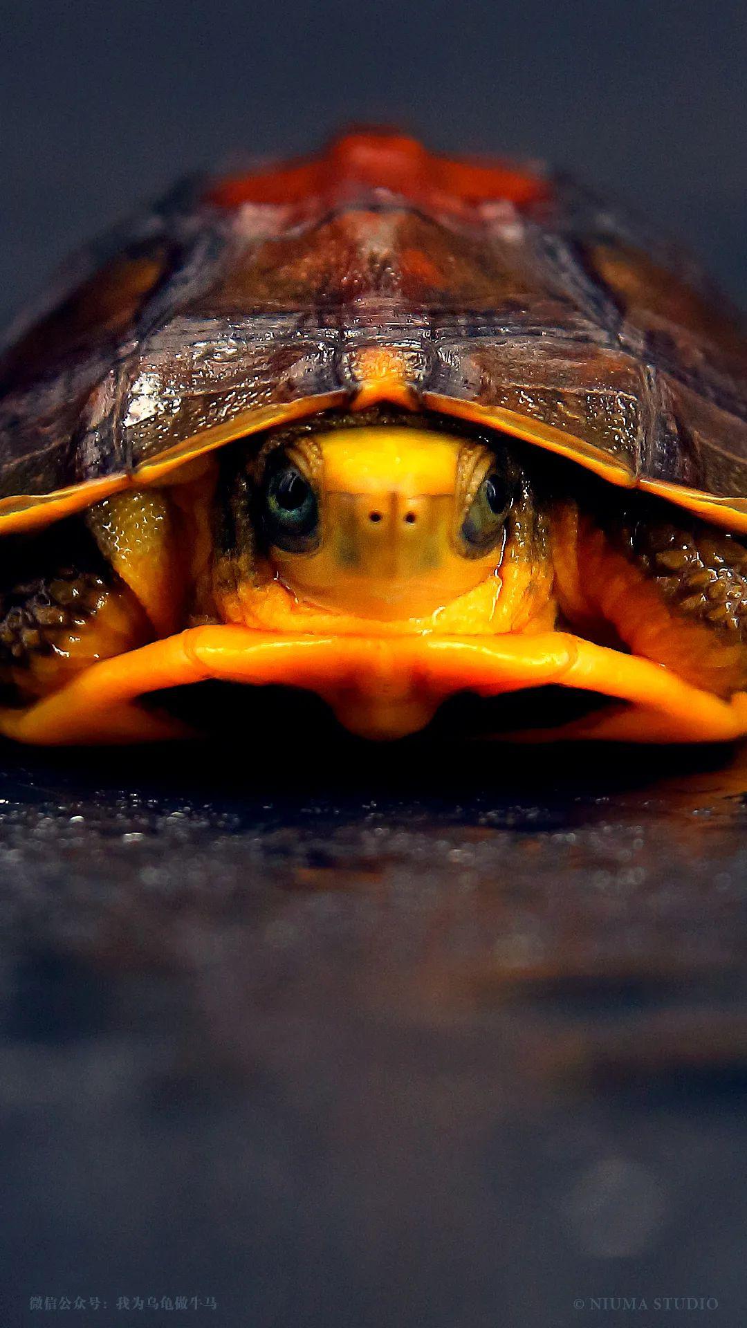 原创龟主题手机壁纸2020年5月号