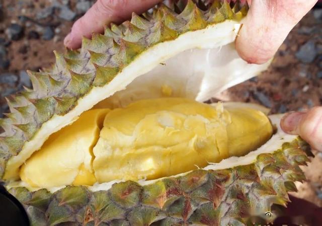 柬埔寨贡布榴莲严重滞销,网友:$10一公斤咋不去抢?