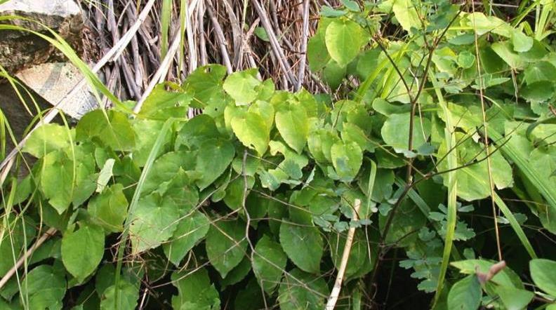 原创一种野外植物羊吃了会发情更是一种昂贵药草