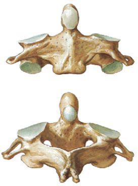 第一頸椎又稱寰椎:呈環形,沒椎體,棘突和上關節突.