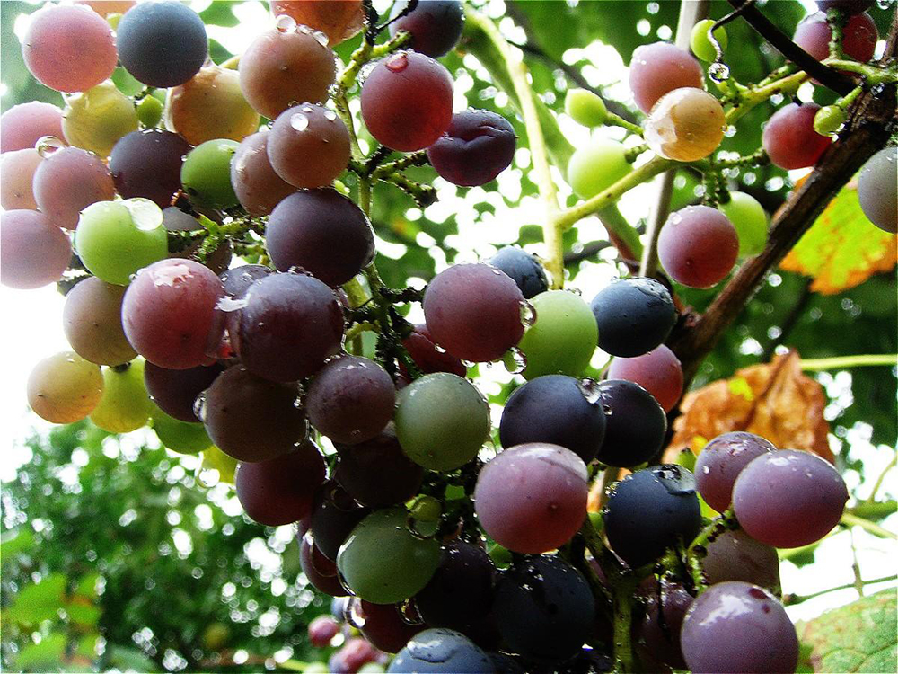 原创农村4种野葡萄儿时常摘来当零食吃如今稀罕少见遇到别错过