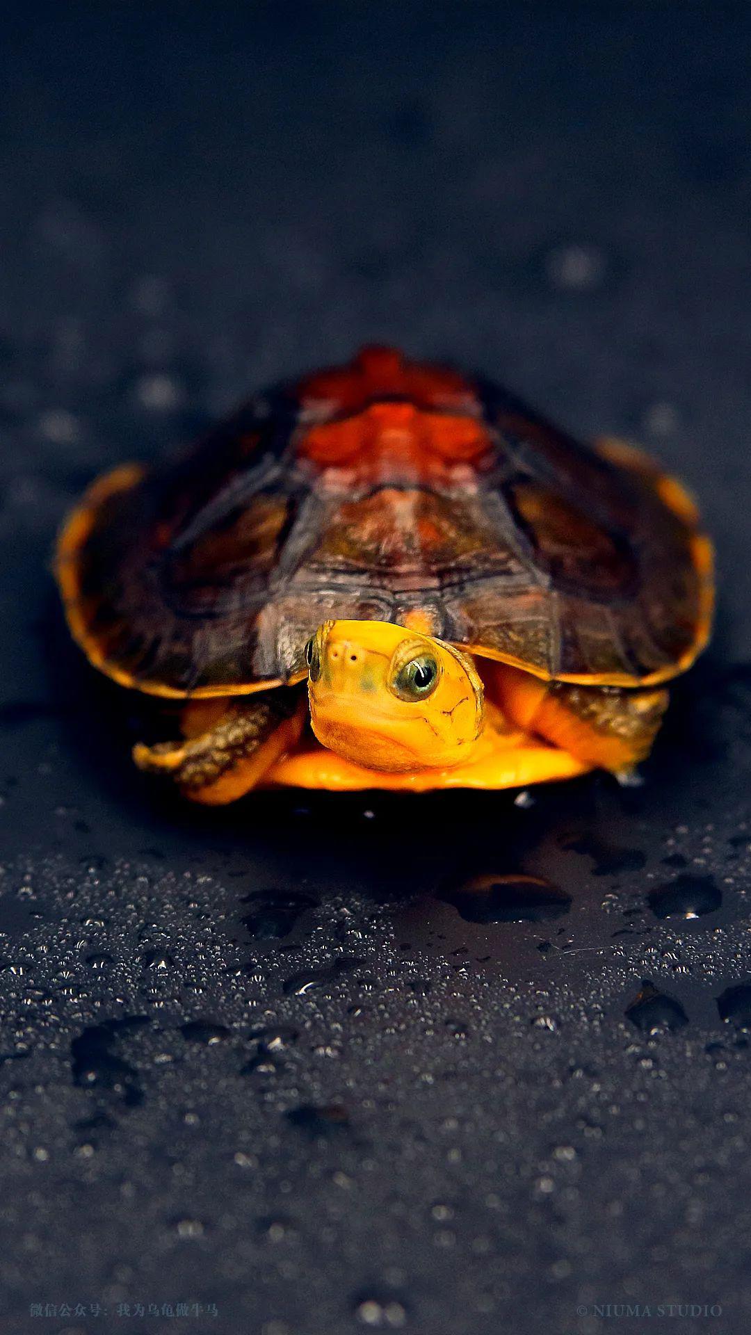 原创龟主题手机壁纸2020年5月号