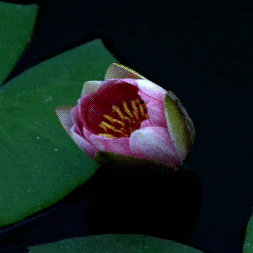 253_253gif 动态图 动图