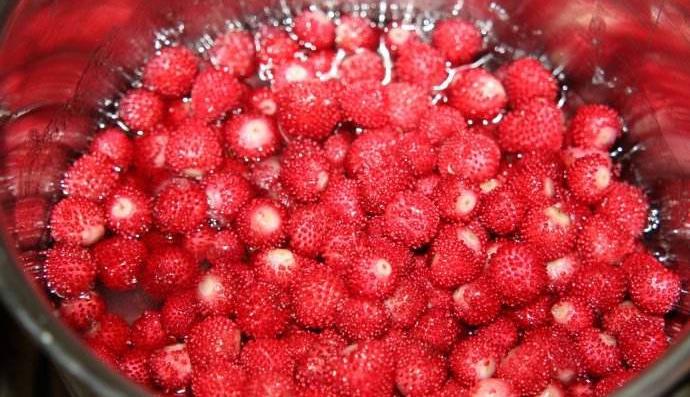 它的名字几乎是众多植物里最多的一个:蛇泡草,龙吐珠,蛇果,鸡冠果,野