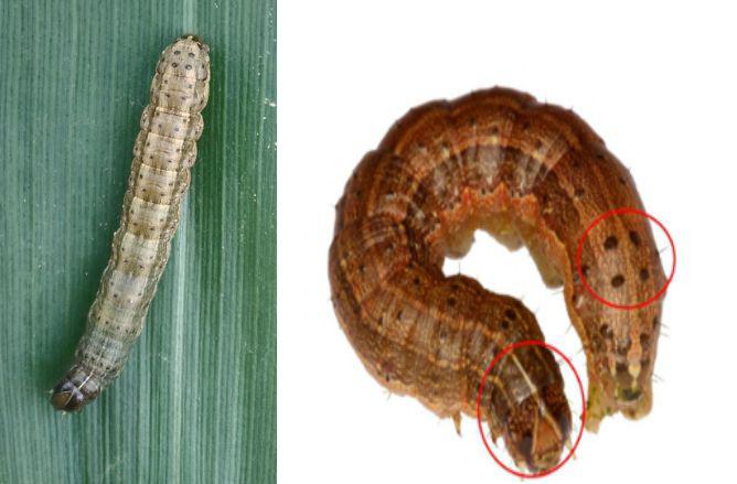 注意幺蛾子要来整事了早发现早治疗