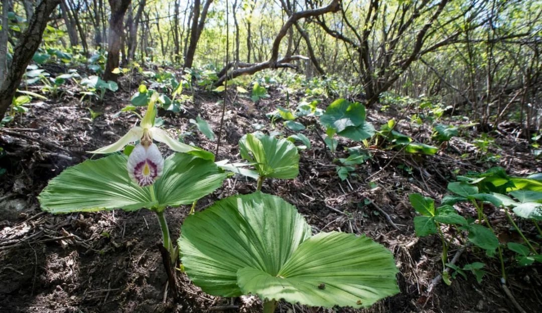 扇脉杓兰寻找了四年终于一见