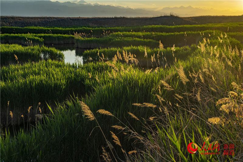 英吉沙湿地公园图片