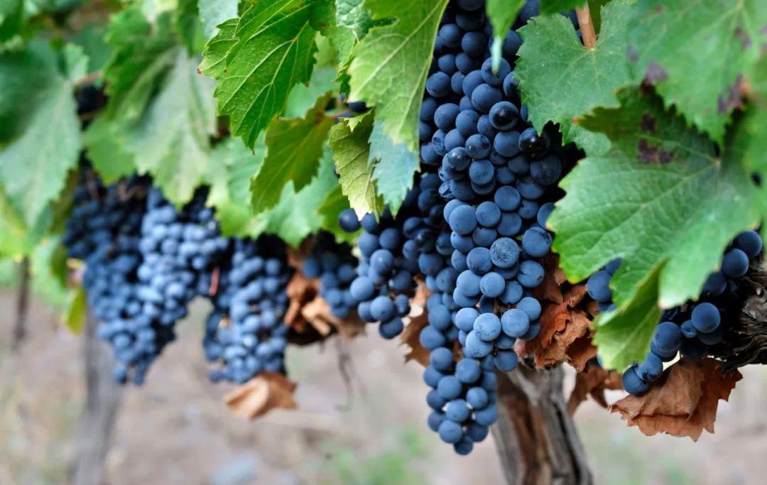 巴贝拉(barbera)这种可爱的葡萄主要生长在意大利北部,提供清新纯净的