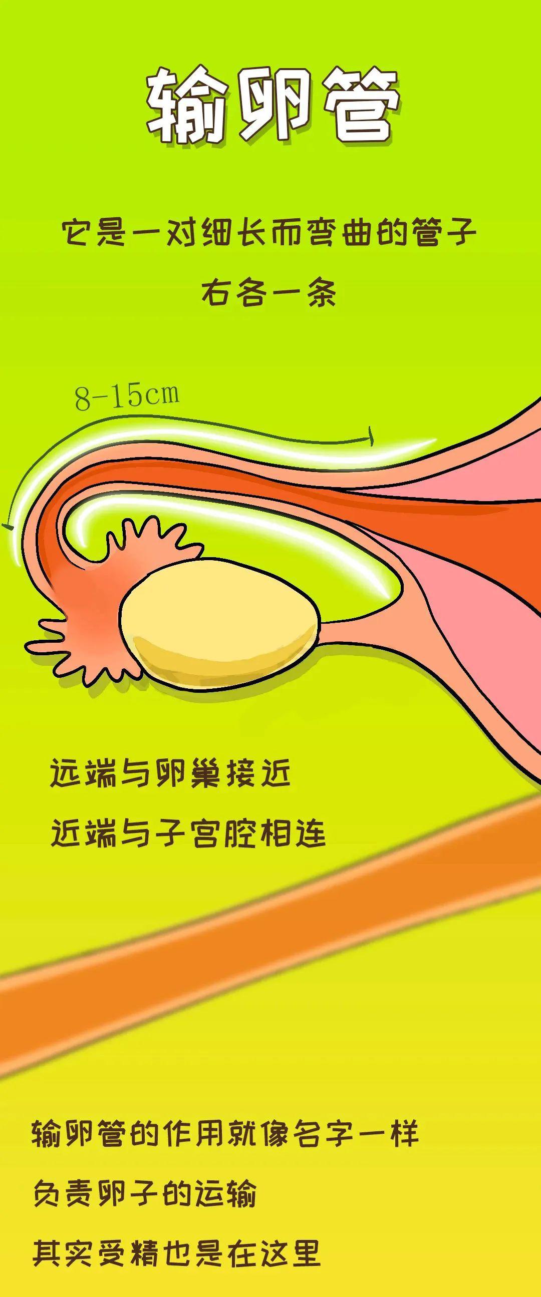 图解丨输卵管堵塞的几种情况