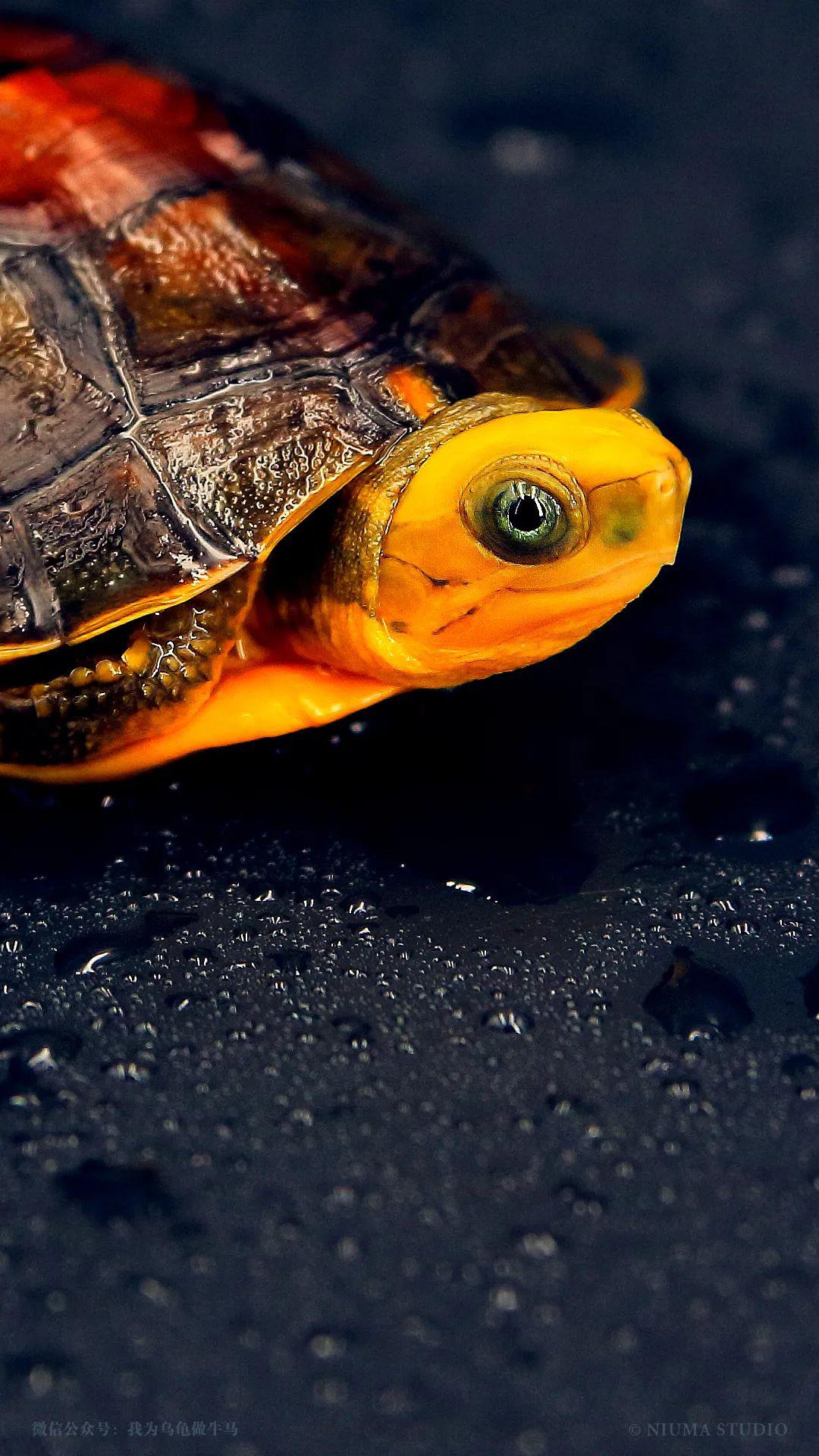 原创龟主题手机壁纸2020年5月号