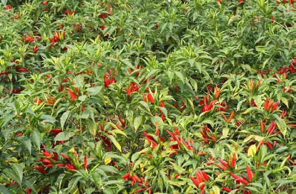 石康镇豹狸村打造示范村三清三拆显成效