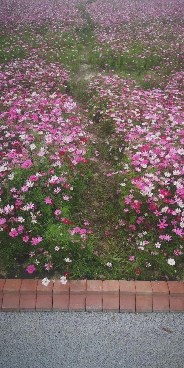 杭州铜鉴湖花海刚过完一个假期如今现场让人心酸不已