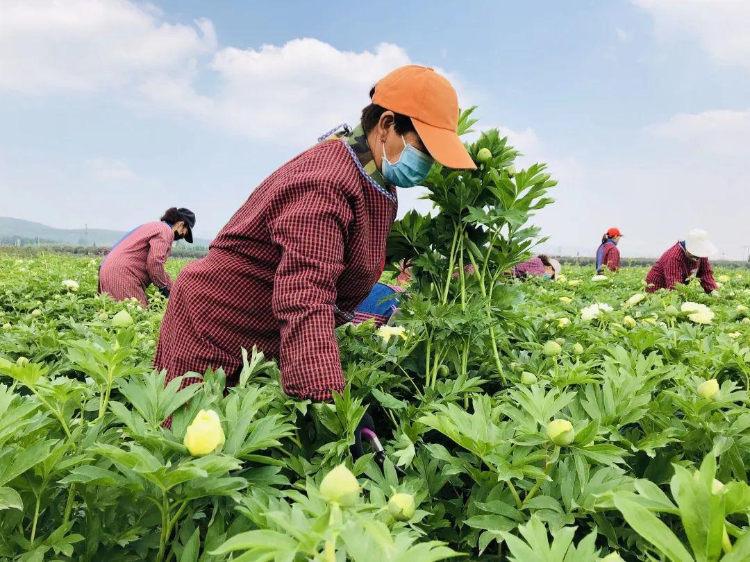 藏不住了峰峰这个鲜切花基地初次试水便接下百万枝订单