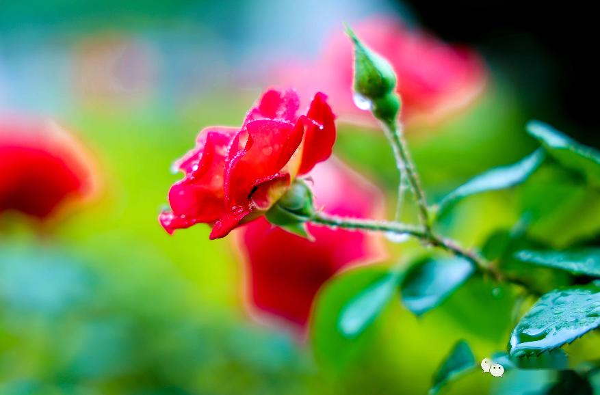 花开浅夏这样美的东平等你来撩