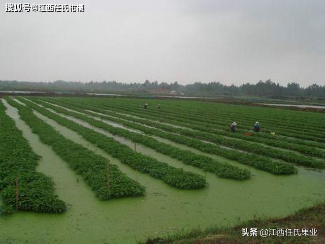 原创这个农民种了10亩地村民一算乖乖不得了年入百万