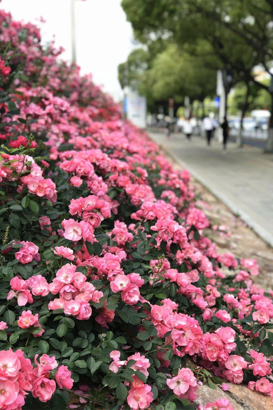 美月季花海来了绚丽的夏色等你打卡
