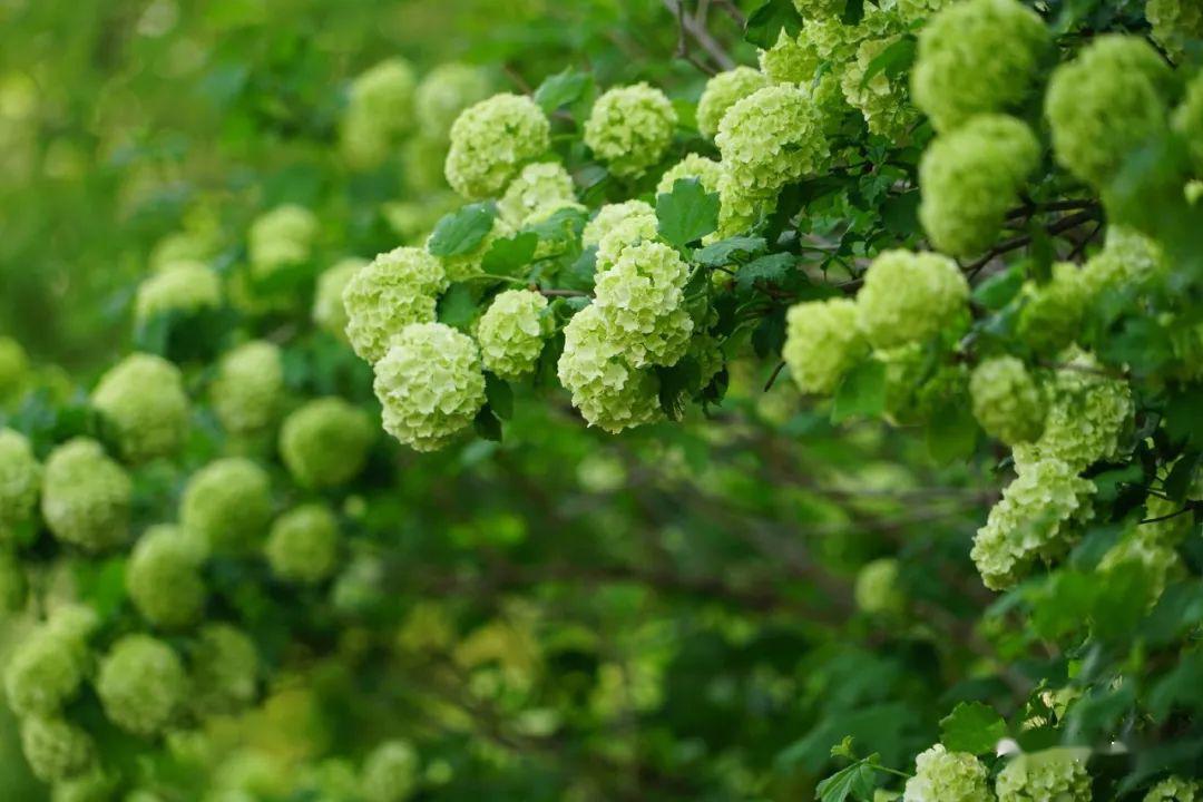 时光的河流是多彩的——谷雨花记录之一_绣球