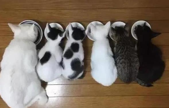不要让猫随便出门看看这一窝小猫就明白了根本猜不到爸爸是谁