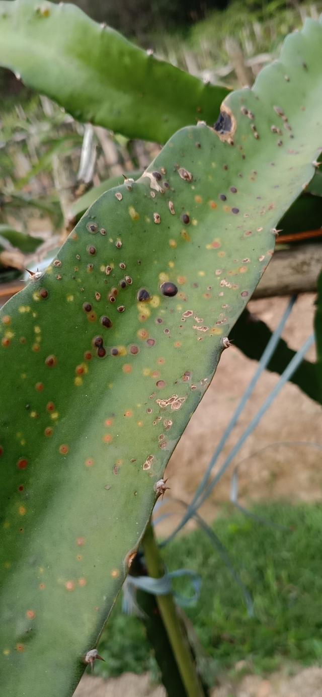 植物炭疽病图片及防治图片