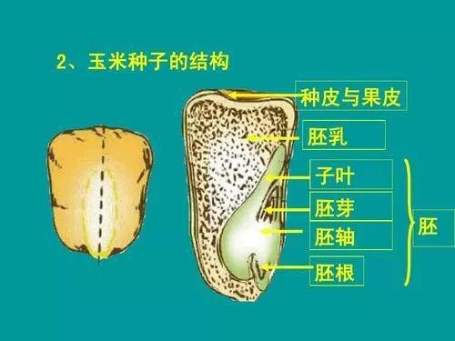 玉米种子的内部结构图片