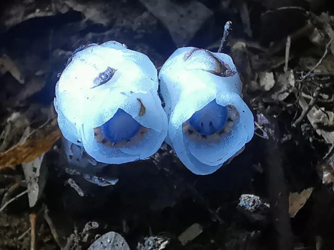 难得一见的水晶兰再现大田