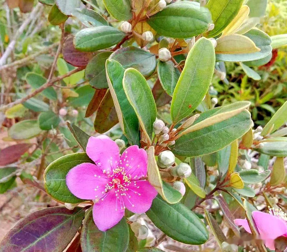 当泥一般为青绿色,成熟后的则为紫红色甚至黑色,熟透的山棯子大概为