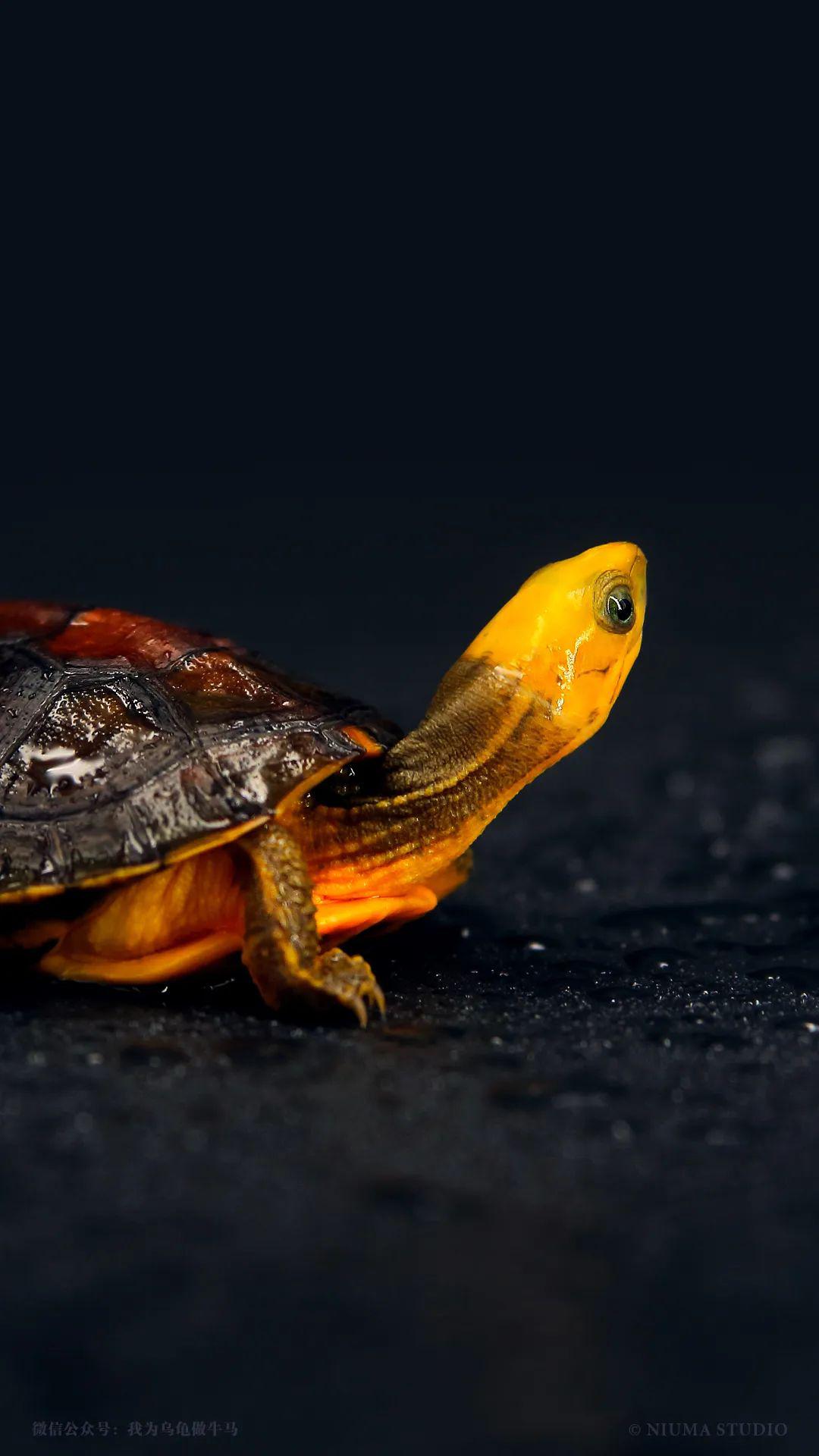 原创龟主题手机壁纸2020年5月号