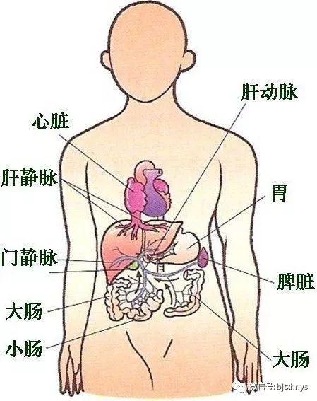 人体肝胆位置图图片