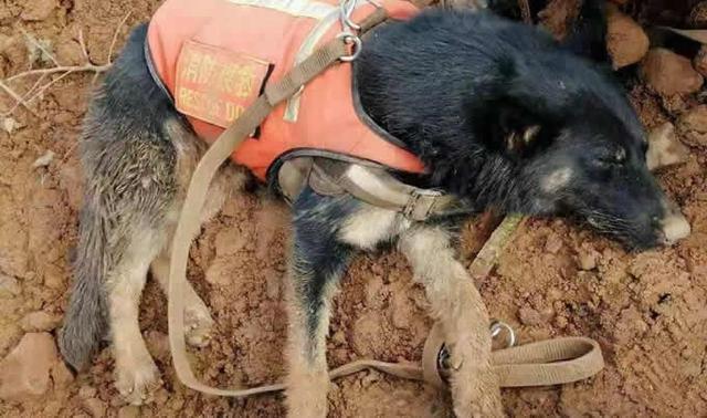 汶川地震搜救犬全部處死是給誰陪葬嗎別再信了都是謠言