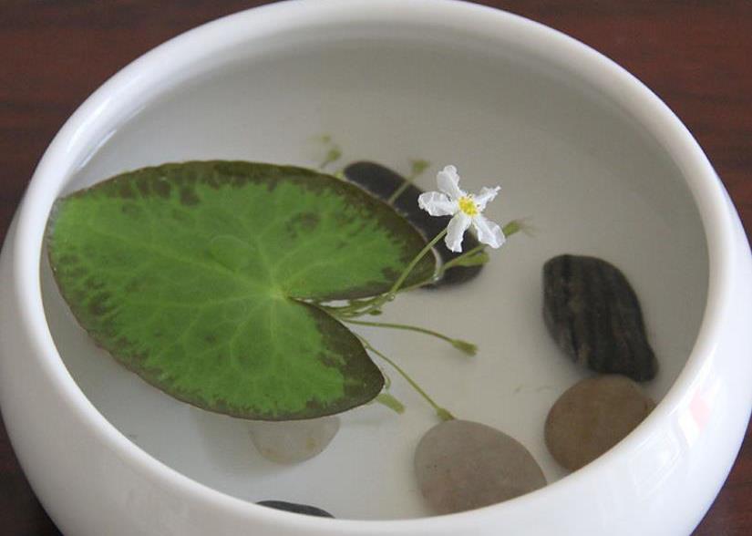 1,一叶莲的盆深浅都可以.