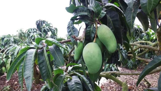 辰颐物语海南金煌芒甜蜜返场