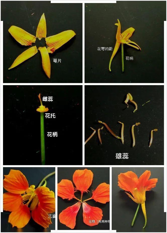 解剖图:(从楼下偷采的旱金莲)旱金莲(拉丁学名: tropaeolum majus )是