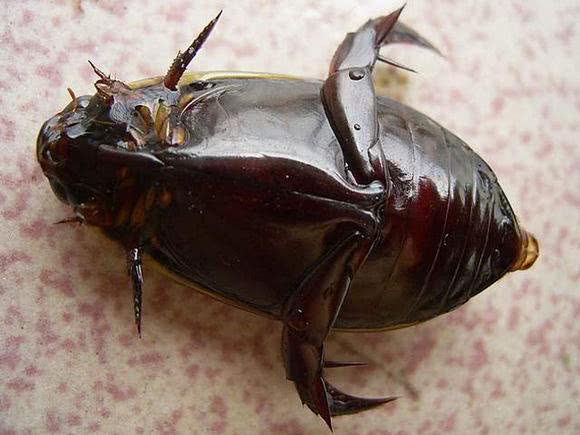 龙虱,别名水龟子,龙虱科,肉食性水生甲虫,食性很杂,捕食的食物从昆虫