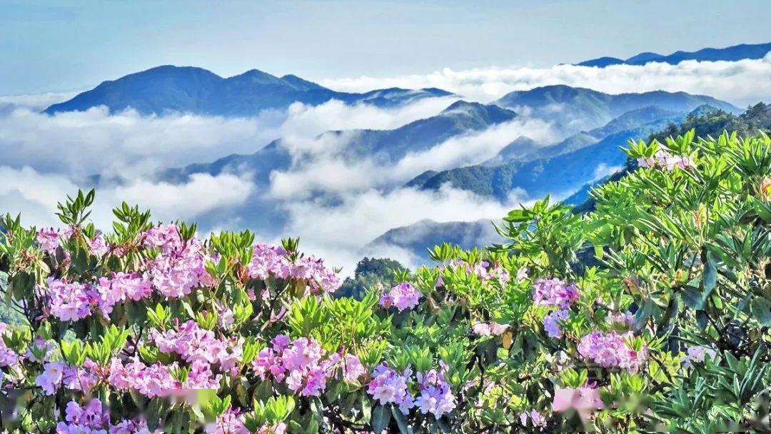 今年开得最旺最美天台山华顶杜鹃到了最佳观赏期万亩花海美色炸裂