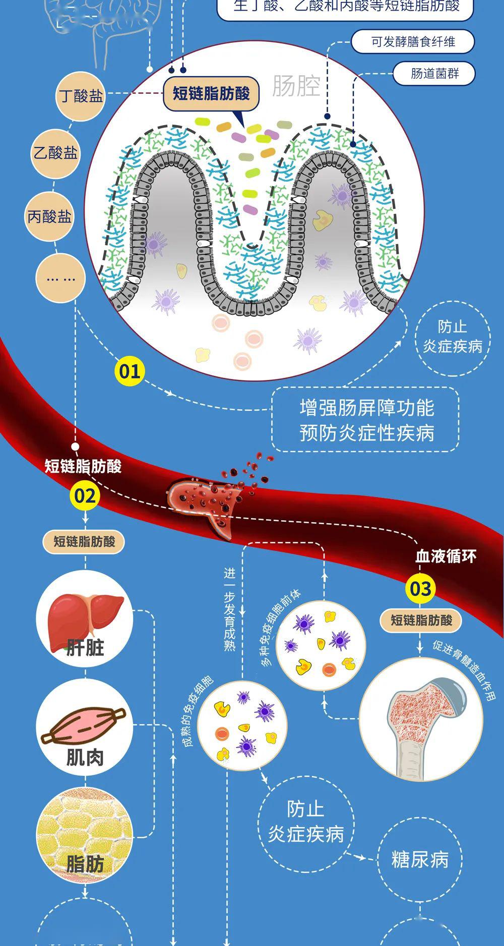 肠画短说肠道菌群还能调节血糖离破解糖尿病发病之谜又进了一步
