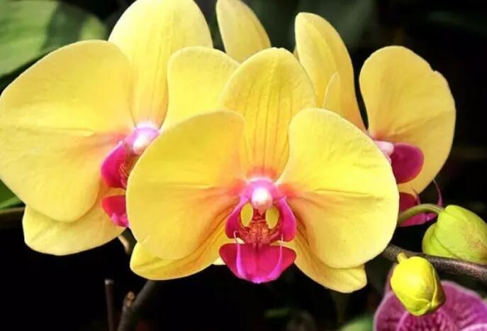 蝴蝶兰的花的样子图片