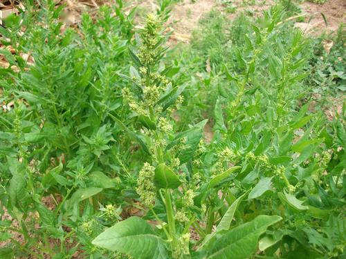 菖蒲菖蒲蒹葭蒹葭蒹葭蒲草插茱萸茱萸茱萸大自然真是有着无穷的宝藏