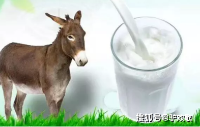 疆小驴揭秘驴奶到底是什么味道