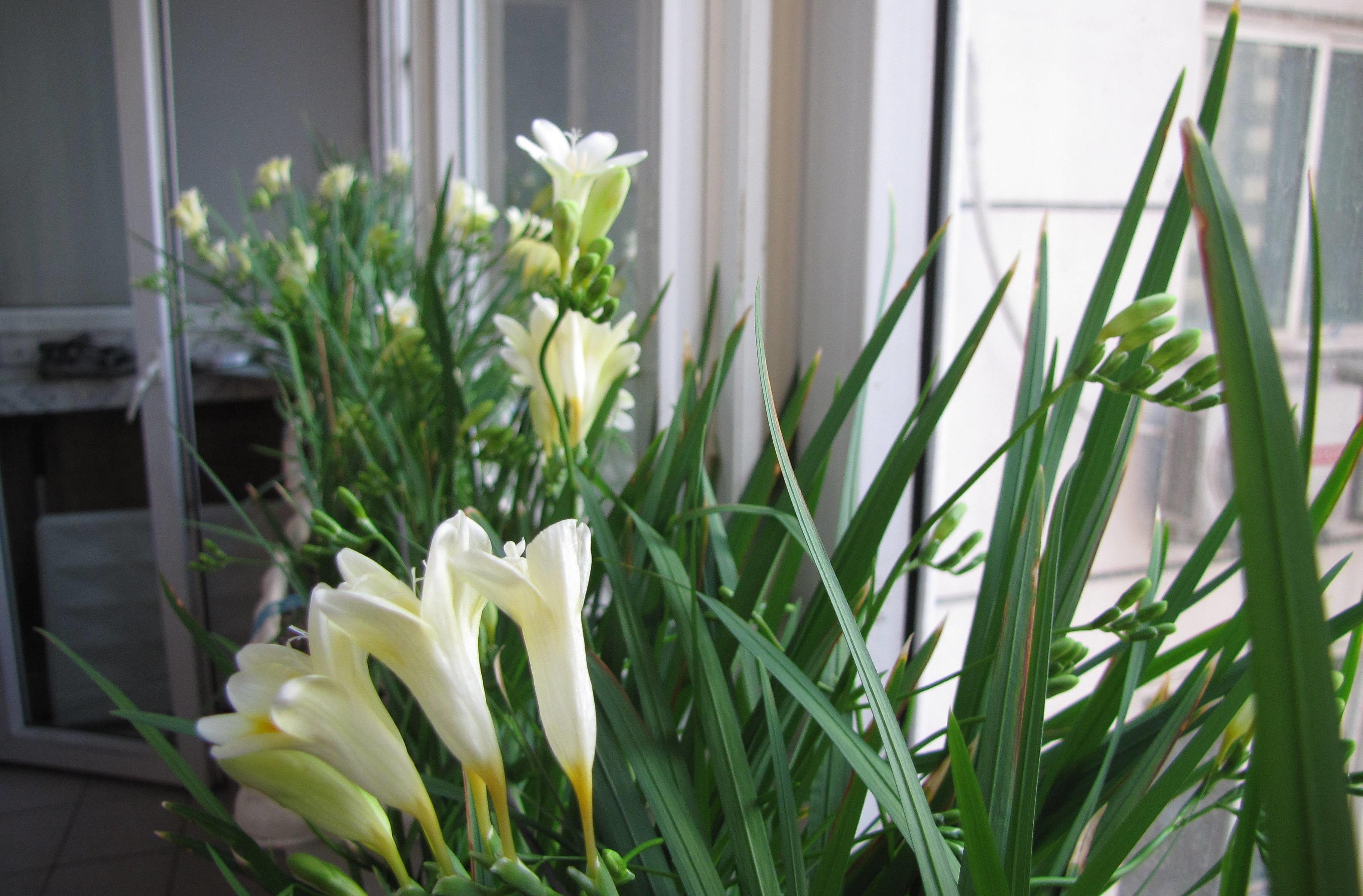 香雪兰喜欢什么土壤,如何养护香雪兰?