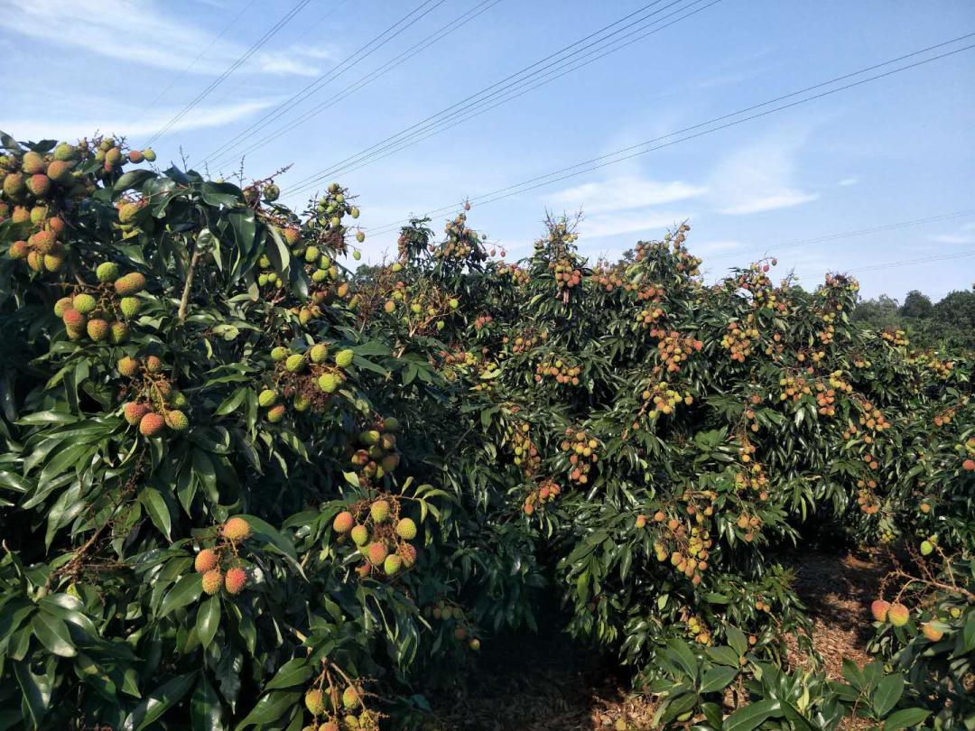 佳和基地直采海南妃子笑荔枝已经登场张嘴干了这口甜