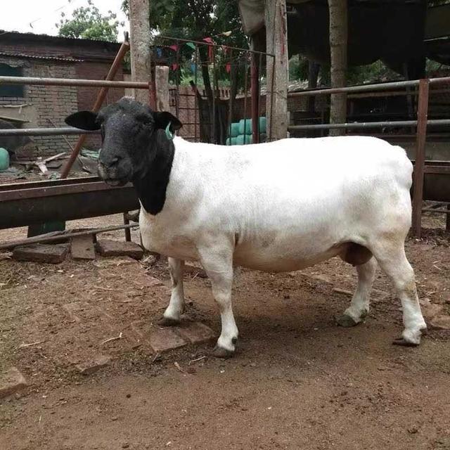 全面掌握肉羊的生长习性,掌握提高肉羊存活率的关键技术