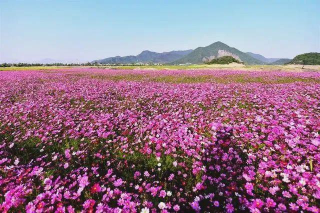 杭州双浦镇铜鉴湖花海图片