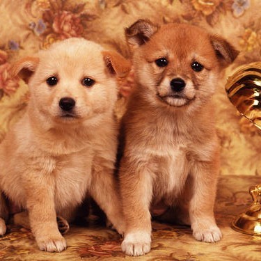 玩具虎猫虎皮猫)饲养群