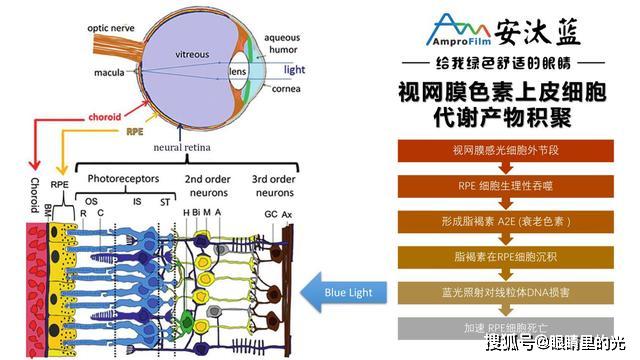 可怕手機藍光可加速眼底視網膜的損傷