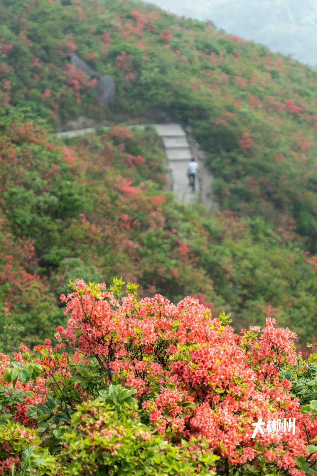 扶苍山风景区图片图片