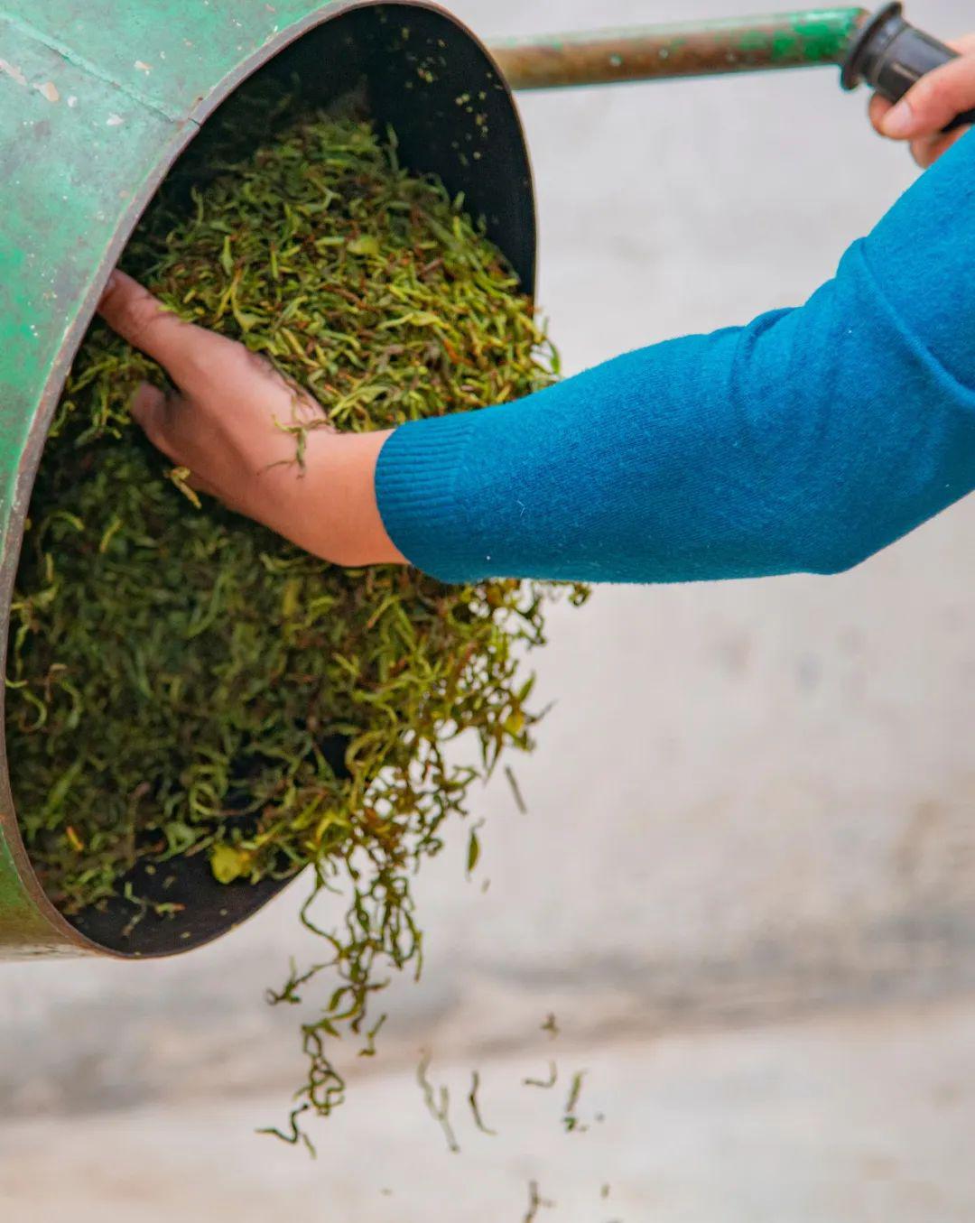 制茶步骤·打散解块△制茶步骤·摊开揉捻后的茶叶△制茶步骤·舌青