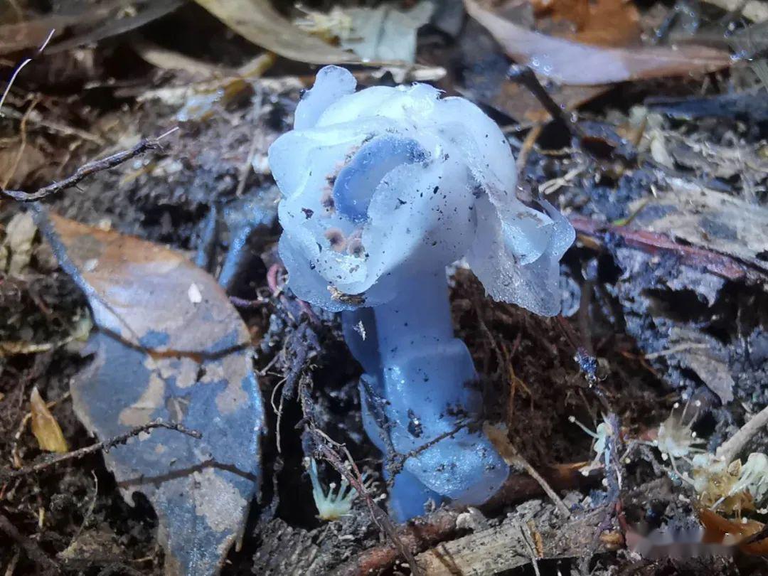 难得一见的水晶兰再现大田