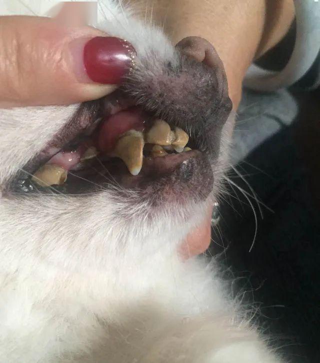 狗狗长蛀牙图片图片